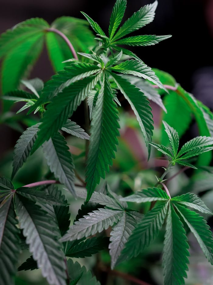 Close-Up Photo of Cannabis Plant